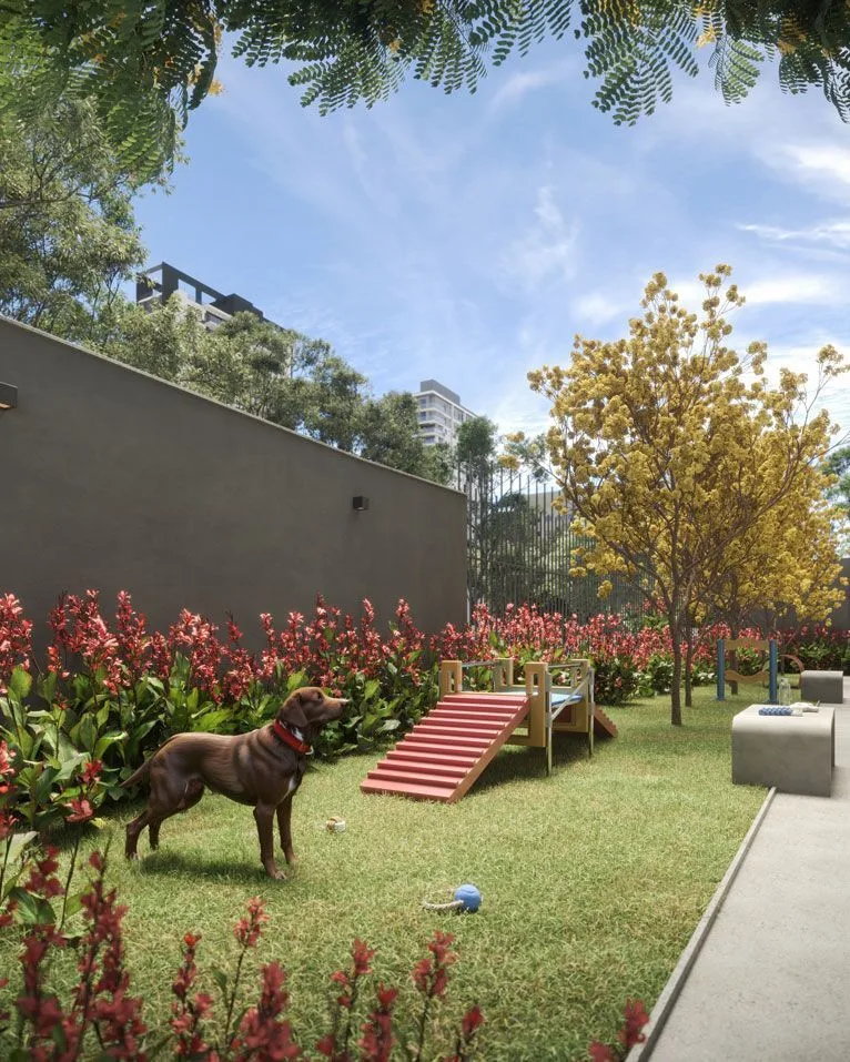 Today Paraíso: Pet place